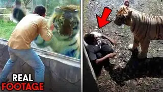 This Tiger Escaped A Zoo Enclosure And MAULED Guests