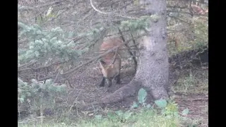 Who knew Red fox eat birdseed