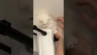 Пончик сегодня приносит ненужную дерзость 😂 #кот