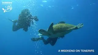 An amazing weekend of diving in Tenerife with Scubanana! 🐠🌊