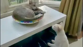 Cat Violates Social Distancing Rules