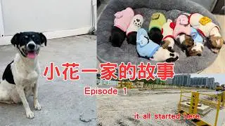 Meeting a Pregnant Stray Dog at a Construction Site in Shanghai I Xiaohua&rsquo;s Family EP1 | 小花一家的故事 第一集