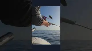 Amberjack Live-Strike in Mallorca with Captain Vince Riera