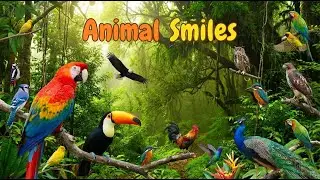 All Birds In The World And Sound parrot, owl, eagle, rooster, toucan, peacock, woodpecker, jay,raven
