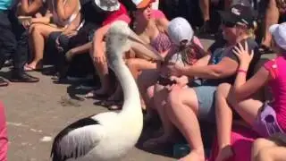 Pelican Feeding @ The Entrance, Terrigal's