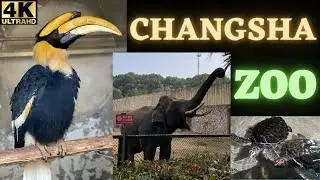 Changsha Zoo: China 4K