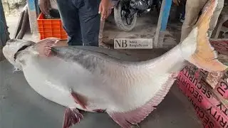A big Pangasius Of Padma Rivar. How to cut it properly.পদ্মা নদীর বিশাল সাইজের পাঙ্গাশ।