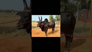 #mattu #2023 #kali #cow #farm #nature #animals #bull #photography#dair #agriculture #cowlove #cowboy