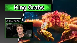 The deadliest catch won't teach you this | 10 COOL KING CRAB FACTS