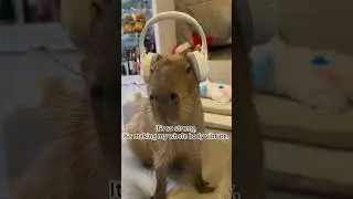 Headphones vs. Walkie-talkies: Capybaras' Hilarious Advertising Duel  #cute #funny #capybara