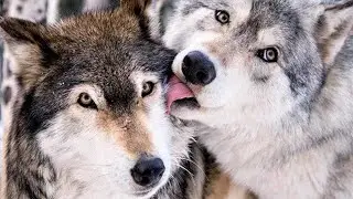 Мини-комикс «Дружба Двух»🐺 #хранителиволков #комикс #мини-комикс