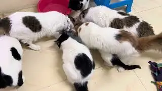 They are so fat and big || MIDDLE EASTERN CATS EATING A FISH!