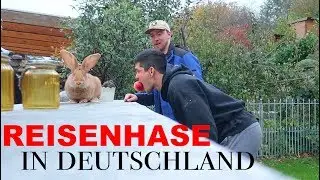 AMERICANS visit WEST GERMANY | Giant Bunny Farm