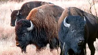 Bull American Bison Perform Alongside the Road
