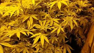 Rocklock Day 14 of flower.