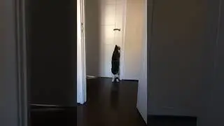 funny cat trying to break in!