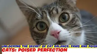 Unlocking the Secret of Cat Balance: Paws and Poise
