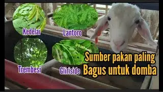 Tanaman sumber protein tinggi bagi ternak domba ❗kandang ramah lingkungan