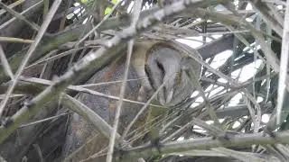 Common barn-owl