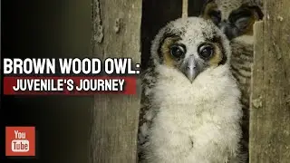 Brown Wood Owl: Juvenile's Journey | Sri Lanka