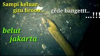 MANCING BELUT DI GOT JAKARTA
