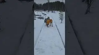 #huskyfun #собака #huskyplay #husky #huskyshorts #прикол #хаски #siberianhusky #дуэт #юмор