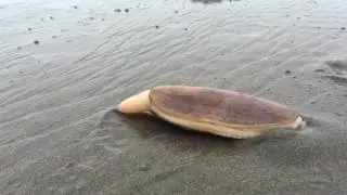 Best Razor Clam Video Ever!