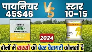 सरसों की खेती में 100% गारंटीड मुनाफा😱! Pioneer 45S46 या Star 10-15 | 2025 की सबसे धाकड़ वैरायटी |