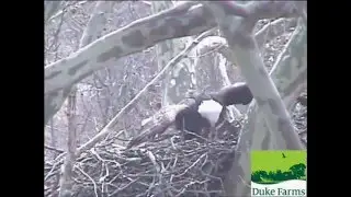 Duke Farms Eagle cam 