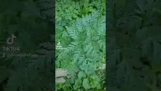 Would you spot the difference between Carrots and Poison Hemlock? #garden #plants #tips