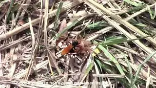 The Spider Wasp in Action