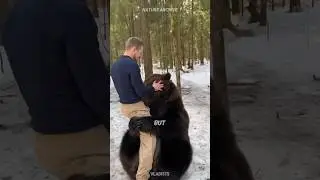 Как пережить нападение медведя 🐻