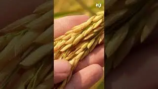 BigHaat Launches Mobile app for Farmers #shorts