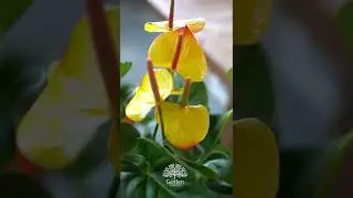 New Arrivals | Anthurium Plants | The Garden Concept | Dubai, UAE #shorts