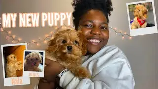 I got a puppy | getting my 10 week old cavapoo puppy