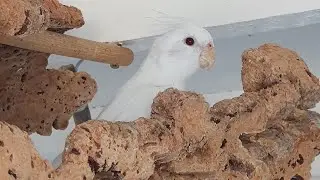 Wichtiger Einrichtungsgegenstand in jeder Voliere 🦜❤