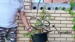 First styling Yamadori juniperus communis bonsai by Paolo Preterossi