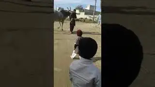 CNGARA beal of Rana Shokat khan 496 GB