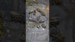 Final de muchas reinas en abejas sin aguij&oacute;n