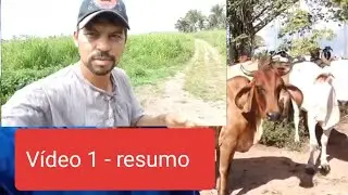 Resumo sobre a lida com gado, manejo, pastagem e comercializa&ccedil;&atilde;o. V&iacute;deo 1