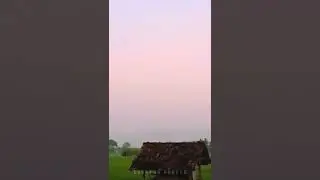 Sunrise Video | Beautiful Rice Field View with Sunrise | Free Clip Video #shorts