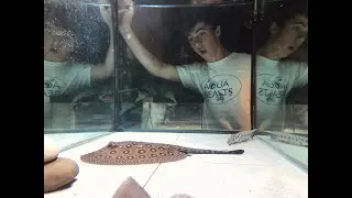 BUYING A FRESHWATER STINGRAY!