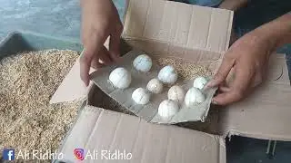 Unboxing Paket Telur Ayam HIAS