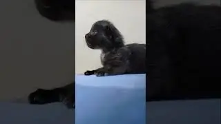 Black Kitten open his eyes for the first time