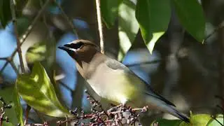 cedar waxwing eating berries