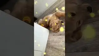 Hilarious Lazy Dog Rolls Over Slowly | Funny Dog Video #shorts #dog