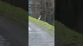 Czapla siwa nad Milde😊 #nature #bird