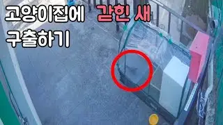 고양이집에 들어간 새 구출하기