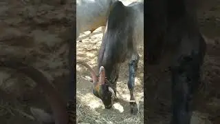 VTN