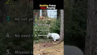 Ranking funny dogs pooping